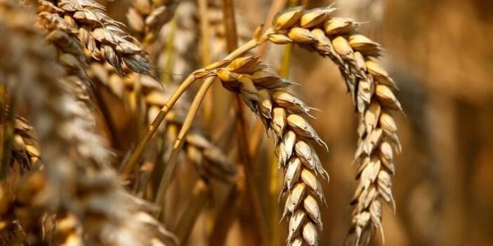 Buğday Stokları Eridi Açlık Kapıda Pandemiden Daha Kötü Sara Menker Alarm Verdi