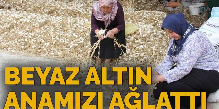Tarlada Para Etmiyor! Beyaz Altın Bile Anamızı Ağlattı