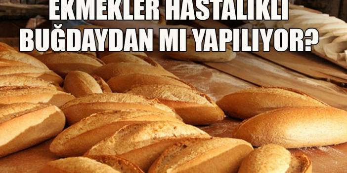 Ekmeğimizde Hastalık Mı Var? Hastalıklı Hint Buğdayı Sofralarımıza Mı Geldi?