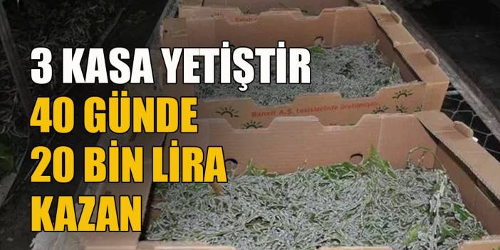 40 günde 20 Bin Lira Kazanmak İster Misiniz? Mevcut İşinizden Ayrılmanız Bile Gerekmiyor! Üstelik Devlet Desteği De Var
