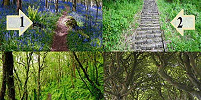 Seçtiğiniz Yol Talihinizi Söyleyecek! Öğrenmeye Hazır mısınız?