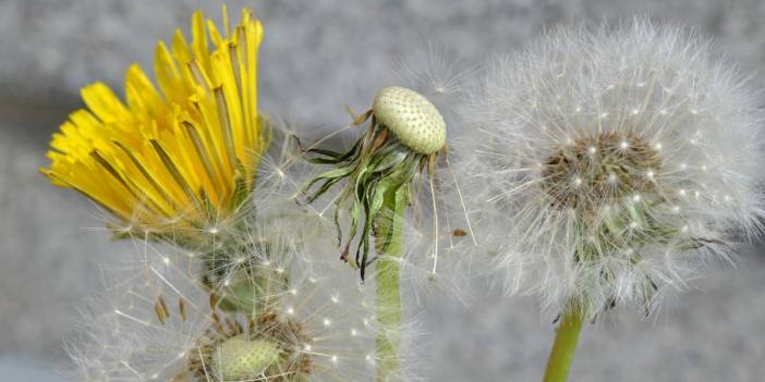 Karahindiba Hangi Hastalıklara İyi Gelir? Kanserli Hücreleri 2 Günde Öldürdüğü Doğru Mu?