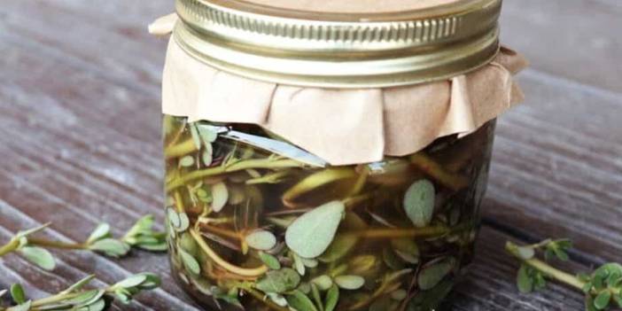 Yabani Semizotu Salamurası Nasıl Yapılır?