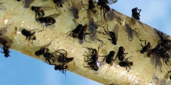 Kara Sineklerden Sonsuza Kadar Kurtulmak İster Misiniz? İşte Babaanne Yöntemi İle Sineklerden Kurtulmanın Yolu