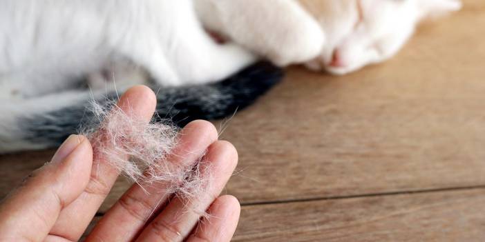Bu Hileyi Mutlaka Deneyin! Evcil Hayvan Tüylerinden Hızlı ve Kesin Kurtulmanın Yolunu Paylaşıyoruz