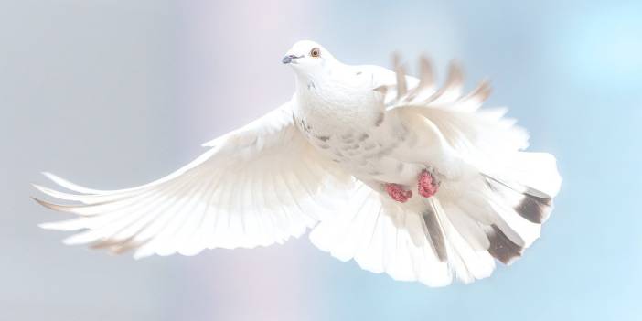 Bu burçların başına talih kuşu konuyor! Terfiden aşka bakın bu burçları neler bekliyor