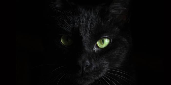 Aralarına kara kedi girdi! Ünlü şarkıcı ne açılışta var ne doğum gününde!