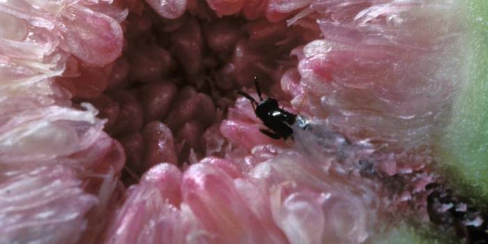 Yediğin incir eşek arılarının yumurtaları mı? Eşek arısı ve incir arasındaki ilişki şoke ediyor...