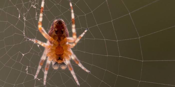 Ağlarına nasıl takıldığınızı bile fark edemeyeceksiniz! Karşı konulması zor olan en çapkın 3 burçlar...