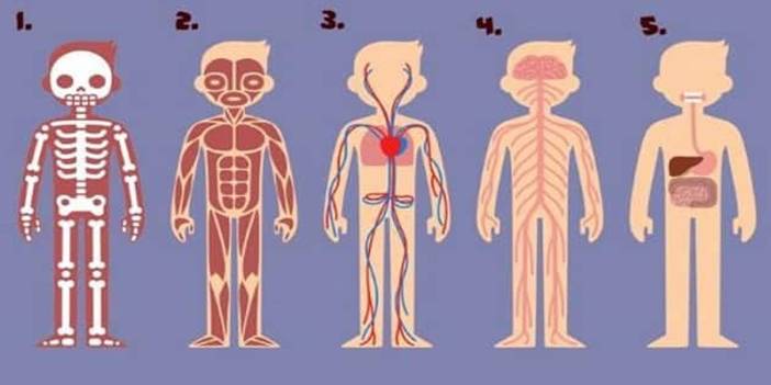 Vücudun hangi kısmı hayatta kalmak için en önemli? Cevabınız hayatta neyi değiştirmeniz gerektiğini gizliyor