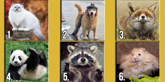 You must try this quiz: choose an animal and find out what you're missing right now
