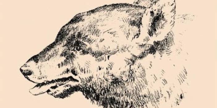 İnternetin yeni çılgınlığı 142 yıllık zeka testi: Efendim nerede?