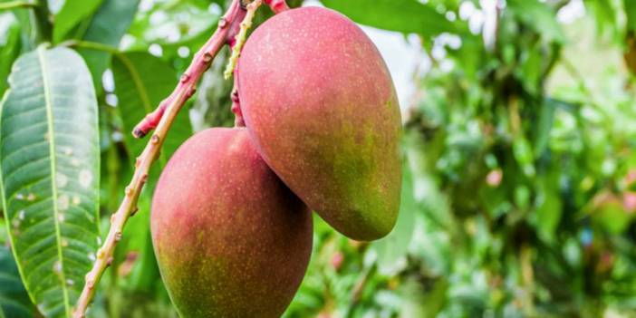 Bu bitki adeta para basıyor! Sadece bir ağaçtan 190 bin TL!