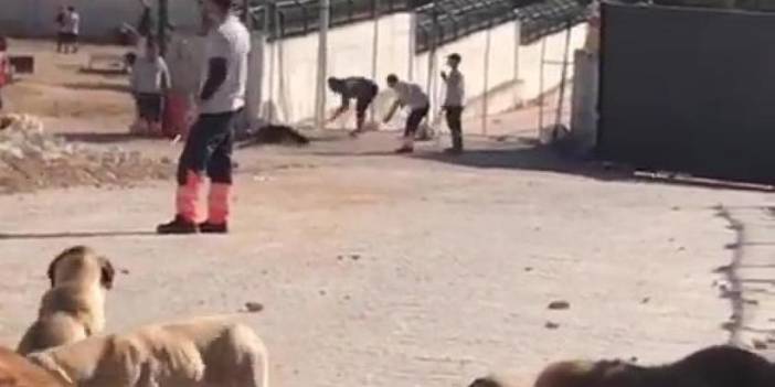 Hayvana şiddet de nefret de bitmiyor! Barınaktaki köpekleri kürekle öldürdüler