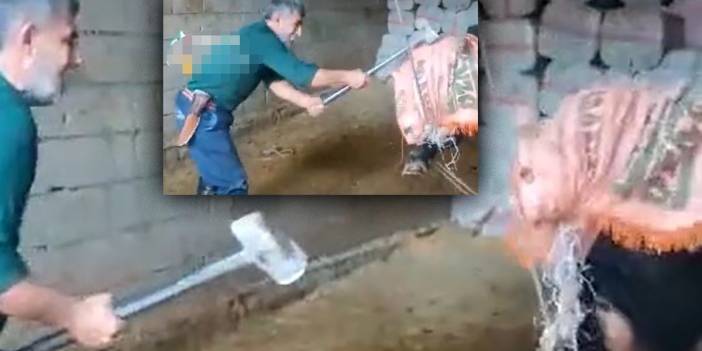 Hayvana şiddet son bulmuyor... Konya’daki rezaletin ardından iki ilden korkunç görüntüler!