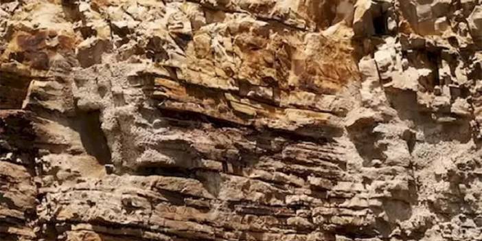 Amerikalıları çıldırtan zeka testi: İnsanların sadece %1'i resimdeki Şahin'i 11 saniye içinde buluyor...