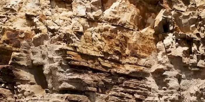 Amerikalıları çıldırtan zeka testi: İnsanların sadece %1'i resimdeki Şahin'i 11 saniye içinde buluyor...