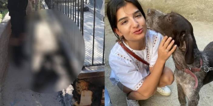 Hayvana şiddet sarmalı bitmiyor: Paşa'yı diri diri yaktılar