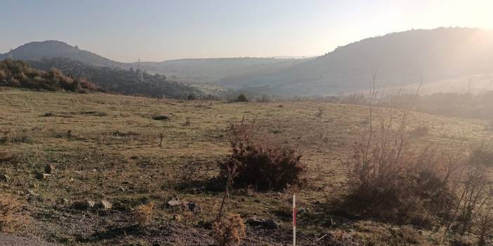 Sanayi bölgesi için vicdanlar sızlamasın: 1 milyon zeytin ağacı tehlikede