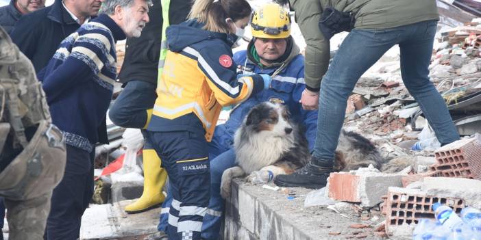 Hayat kurtaran köpeğe hızlı müdahale: 'Leader'ın yaralarını sağlıkçılar sardı