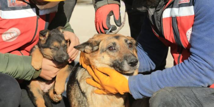Anne köpek ve yavrularından 124 saatlik direniş: Diyarbakır'ın 'minik mucizeleri'