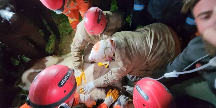 Sahibi günlerce enkaz altında beslemişti: Bircan'ı da kaybettik