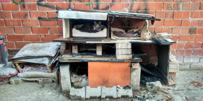 Hayvan nefreti bitmiyor! Sokak kedilerinin kulübelerini ateşe verdi