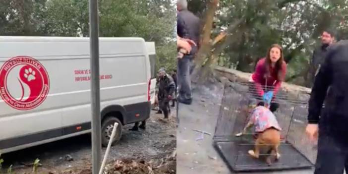 Boğaziçi barınağı yıkıldı, köpekler taşınıyor