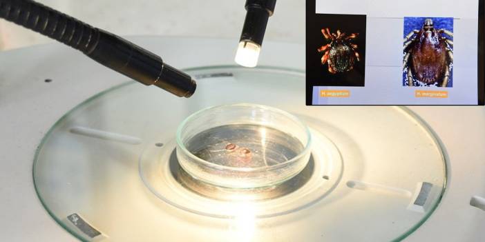 'Gölgemiz ve kokumuzla aktifleşiyorlar': Havalar ısındı tehlike ortaya çıktı