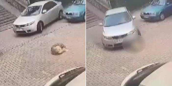 Hayvana şiddet son bulmuyor... Bu köpek katili de cezasız mı kalacak?