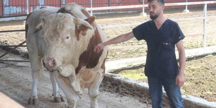 Kurbanlık boğanın fiyatı ikinci el araba ile yarışıyor: 1 ton 400 kilo