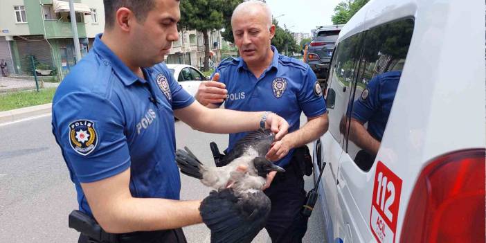 Samsun'da 'karga' kazası: Yuvadan düşen kuş zincirleme kazaya sebep oldu