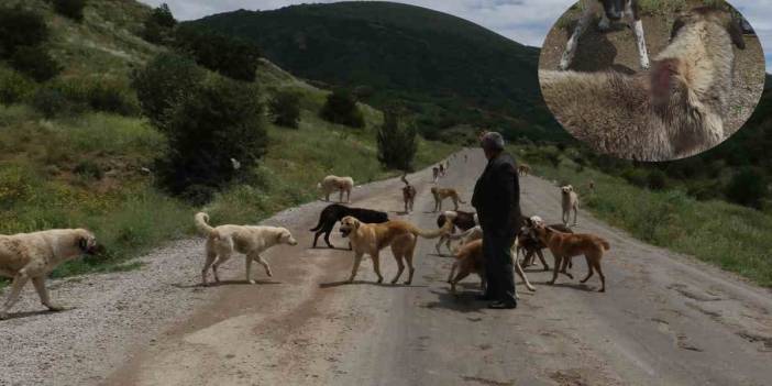 Yüzlerce köpek açlıktan birbirini yiyor: Biri bu vahşete dur desin