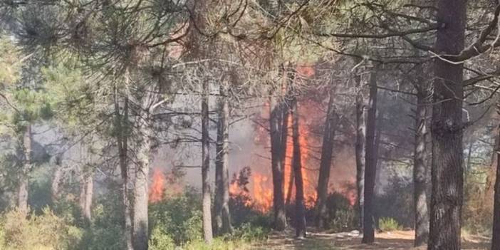 İstanbul'da orman yangını çıktı