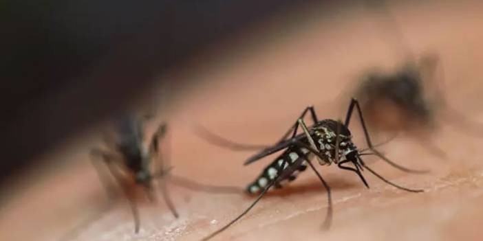İstanbul'da 'Aedes' alarmı: Tehlike çok yakınımızda