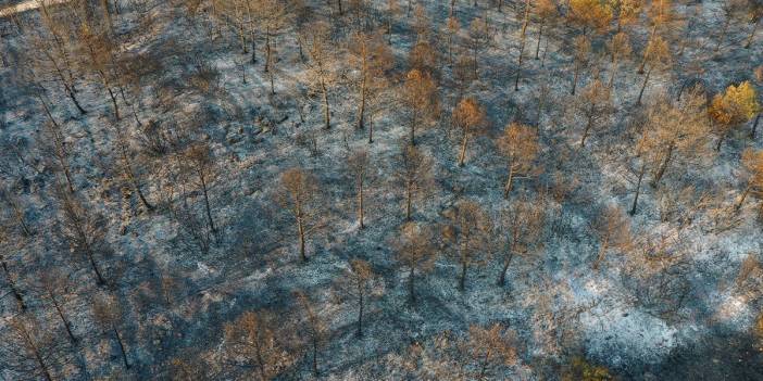 İzmir'de 390 hektar alan artık yok: Yeşili siyaha büründüren felaket