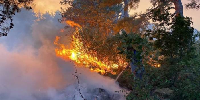 Çanakkale'de orman yangını