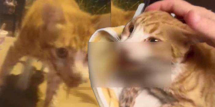 Çenesini kırıp dilini kesmişler! Bu vahşet ne zaman bitecek?