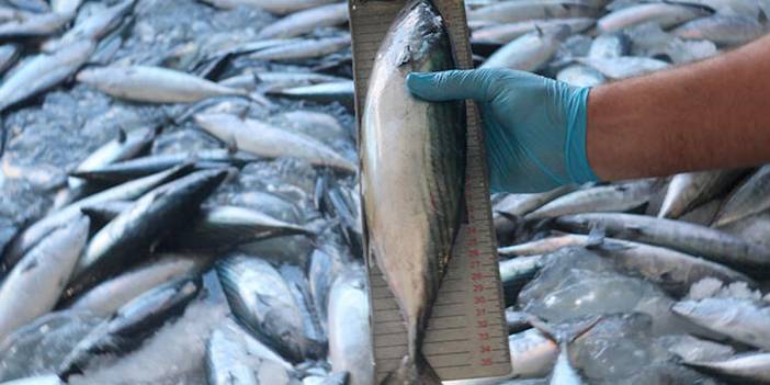 Sıcak havalar lüfer ve palamudu vurdu