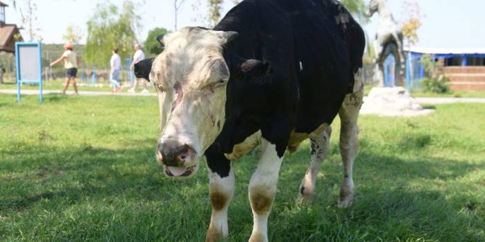 Yangında yaralanan boğa, Emekli Hayvan Çiftliği'nde