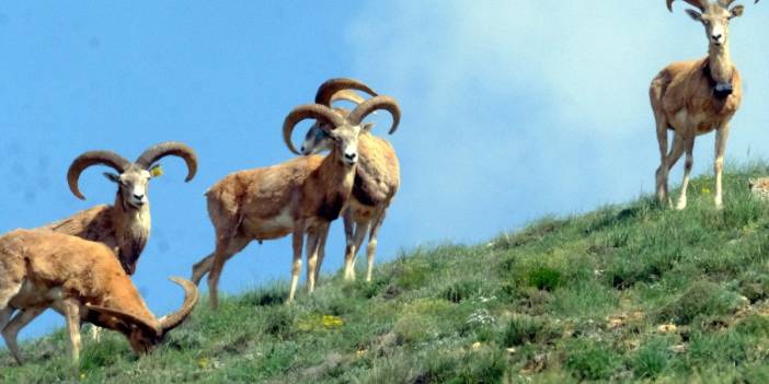 Doğa Koruma ve Milli Parklar 'av turizmini' başlattı: 675 bin liralık katliam