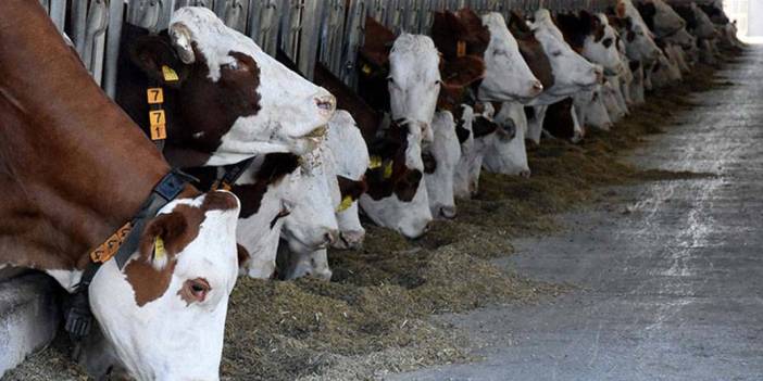 TÜİK'ten endişelendiren açıklama: Büyükbaş ve küçükbaş hayvan sayısında ciddi azalma