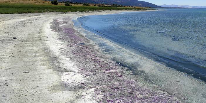 Kuraklıkla boğuşuyordur, deterjan kirliliği de vurdu! Burdur Gölü sahili morardı
