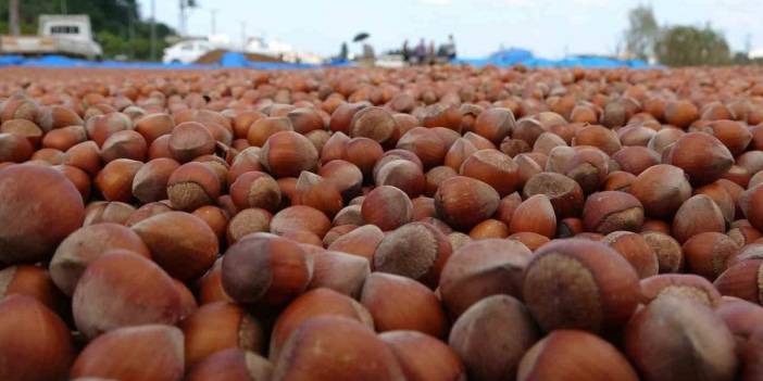 Fındık fiyatı serbest piyasada 100 liraya çıktı