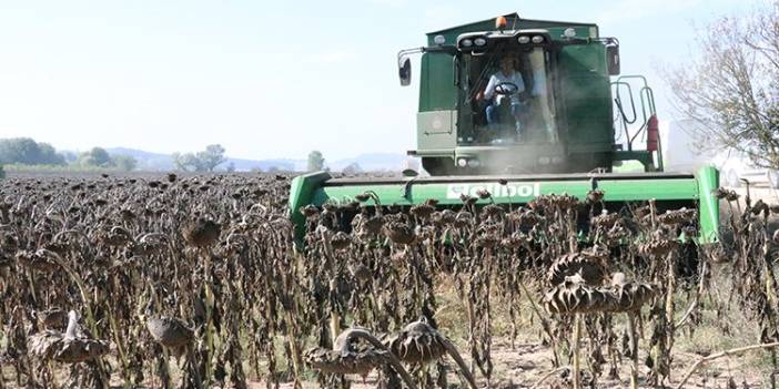 Trakya'da kuraklık ayçiçeği vurdu! Ama o ilde ayçiçeği hasadı tüm hızıyla başladı!
