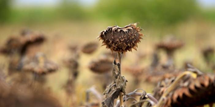 Kuraklık Ayçiçeğini vurdu, verim düştü!