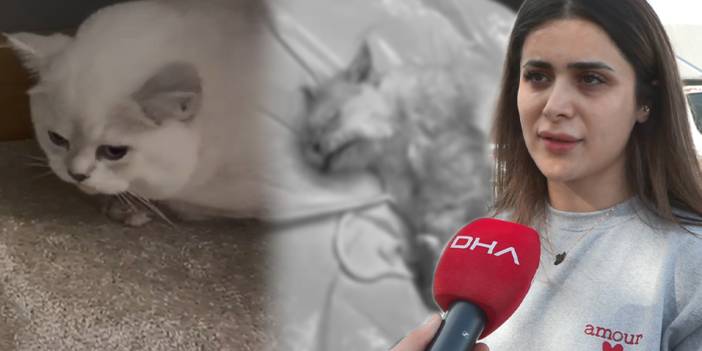 Veteriner hekim 'tıbbi atık' dedi cenazesini teslim etmedi: Sana yeni kedi verelim