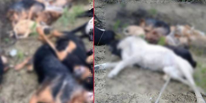 Bilecik'te 14 köpek ölü bulundu: 4 şüpheli gözaltında