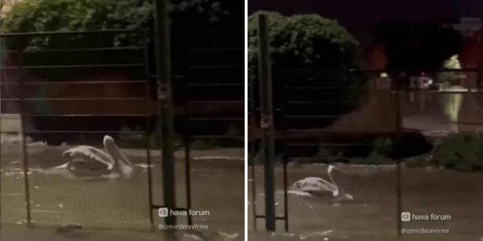 O anlar kameralara yansıdı! Sel sularını fırsata çeviren pelikan şehri turladı