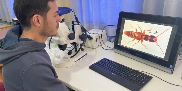 Türkiye'de yeni böcek türü keşfi: Medon turcicus ile moleküler çalışmalar yapılacak